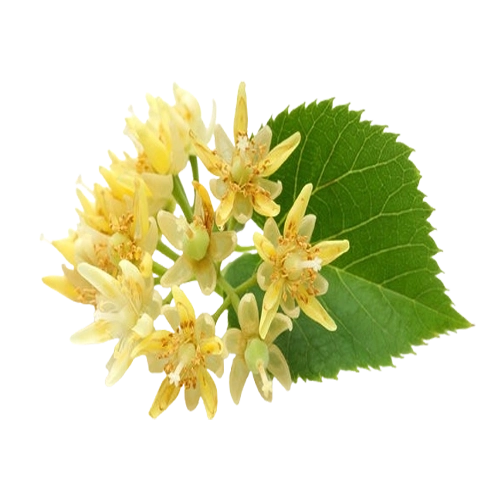 Best Natural Linden Flower Tea