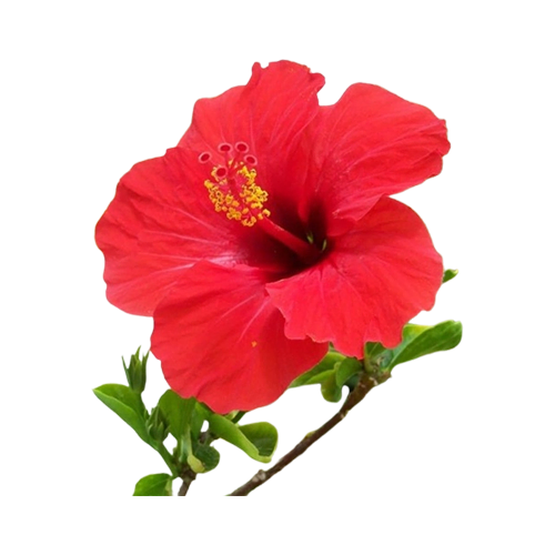Buy Dry Hibiscus Flowers